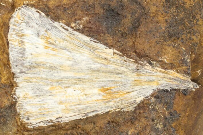 Fossil Ginkgo Leaf From North Dakota - Paleocene #189006